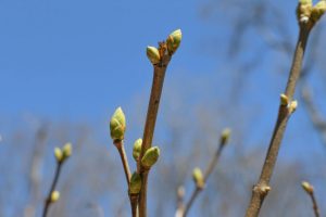 Spring buds appearing on trees - The Bradford Era
