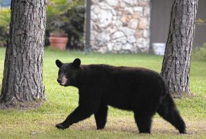Officials say black bear likely killed man and his dog in Florida