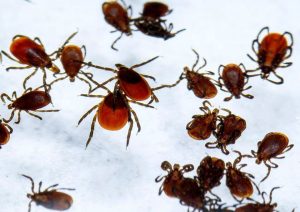 Stimmers Insect How to avoid the stingers and biters of summer — and deal with them if ...