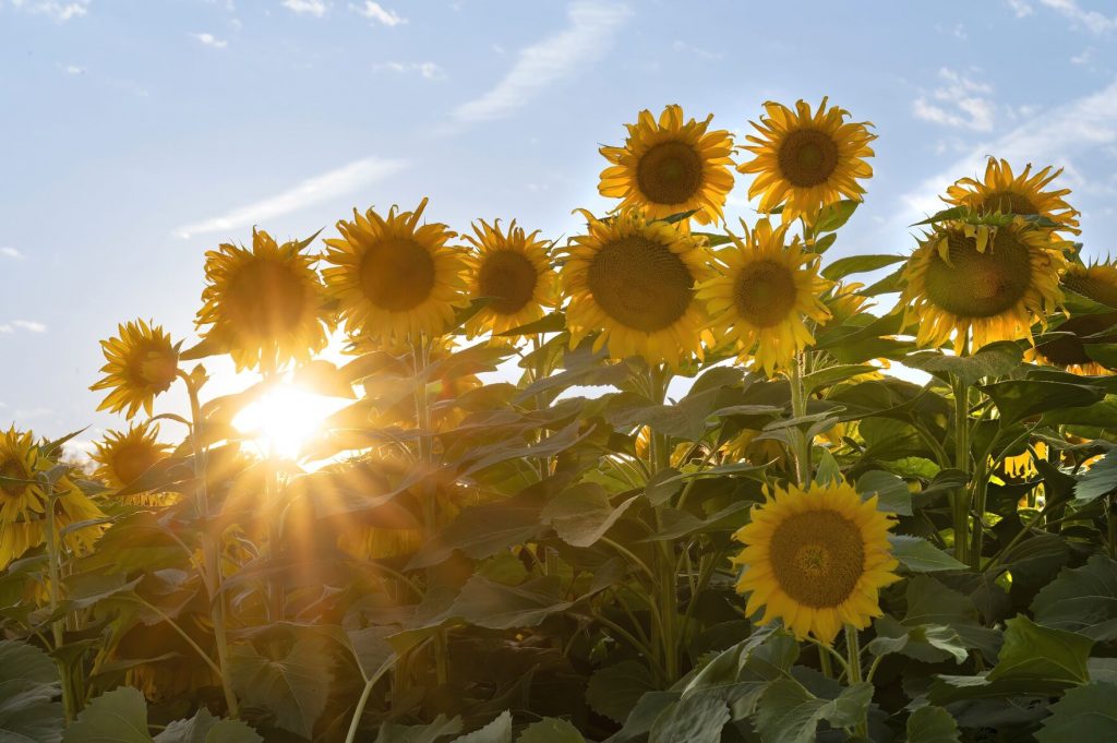 KANE: Sunflower Festival returns this weekend - The Bradford Era