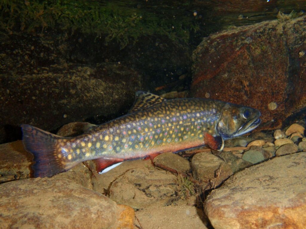 Pa. Game, Fish & Boat commissions seek input on wildlife plan - The Bradford Era