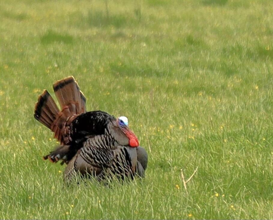 Signs point to strong spring turkey season