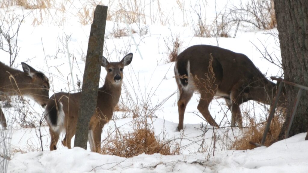 After pilot year, Pa. looks to expand tech-driven hunter-access program ...