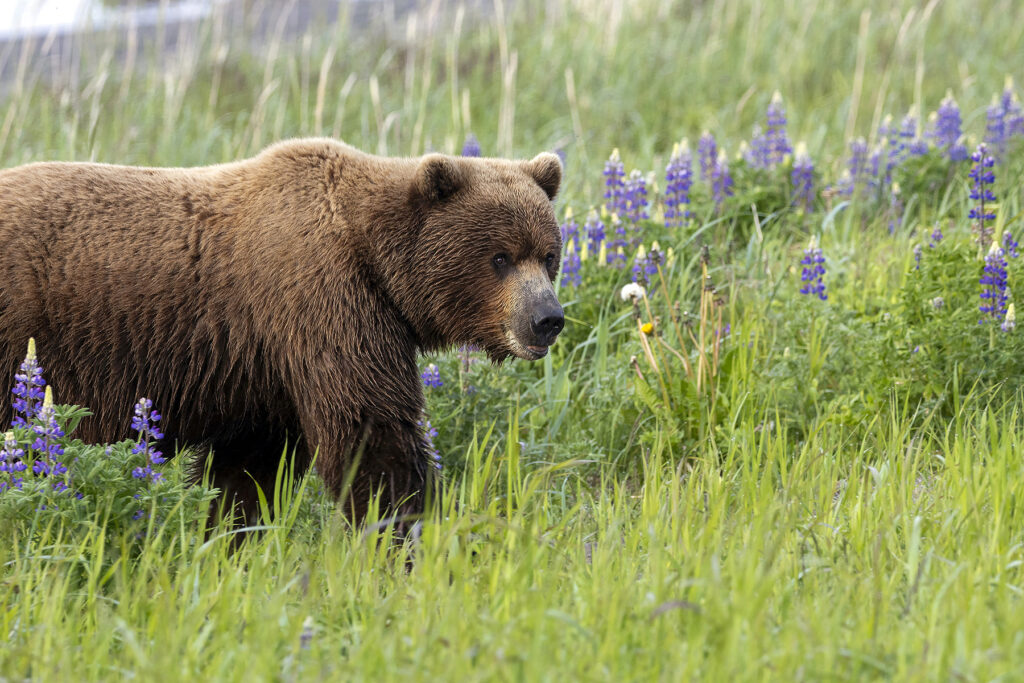 Work of local wildlife photographer to be featured at Bradford art gallery
