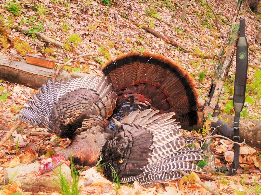 Turkey hunting: What could go wrong?