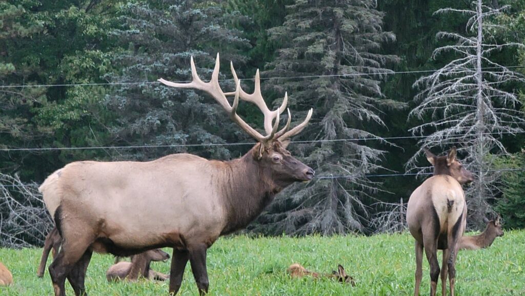Elk Country Visitor Center Pennsylvanias Wild Elk Herd Featured Discovery Channel