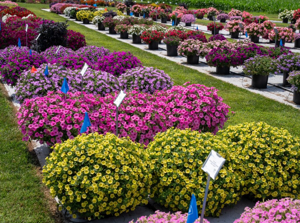 Penn State Flower Trials Mark 90 Years
