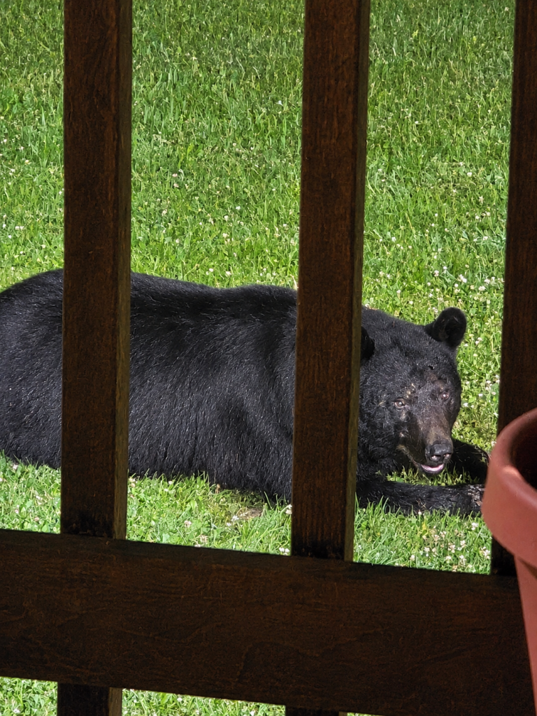 Smethport Bears Visit Irish Hollow