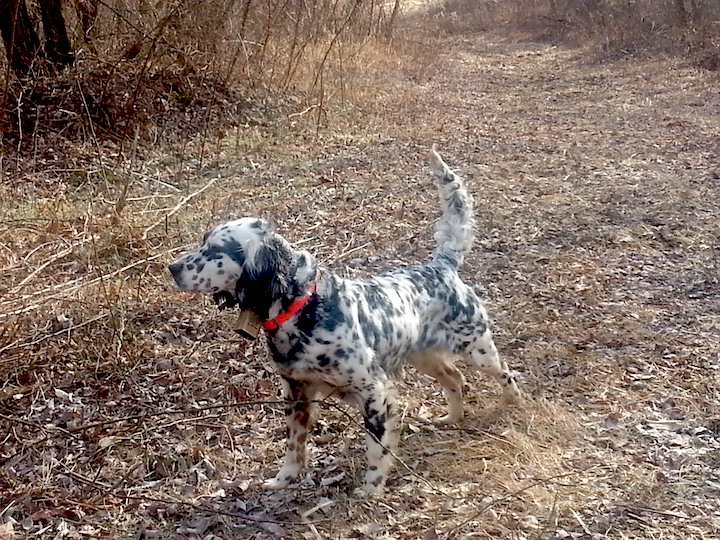 Outdoors: Of good hunting dogs … and some bad - The Bradford Era