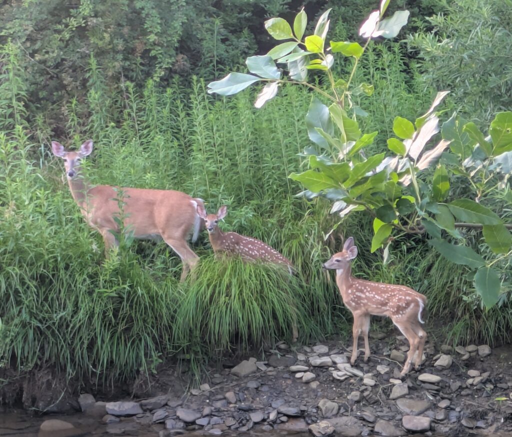 Mother deer and fawns near UPB - The Bradford Era