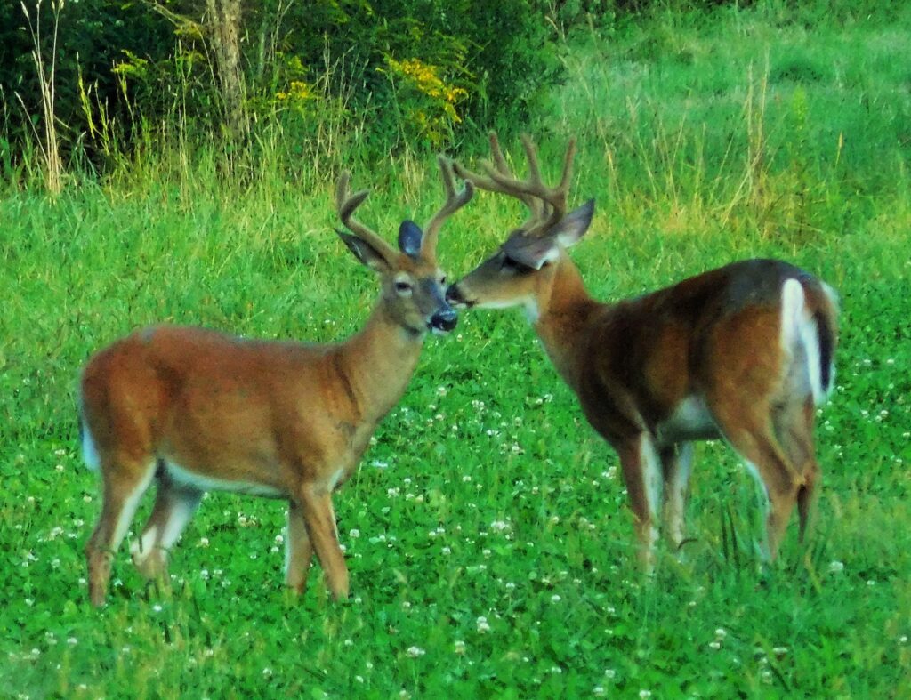 Food plot preparation — and challenges - The Bradford Era