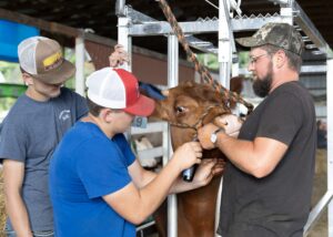 F shearing a cow