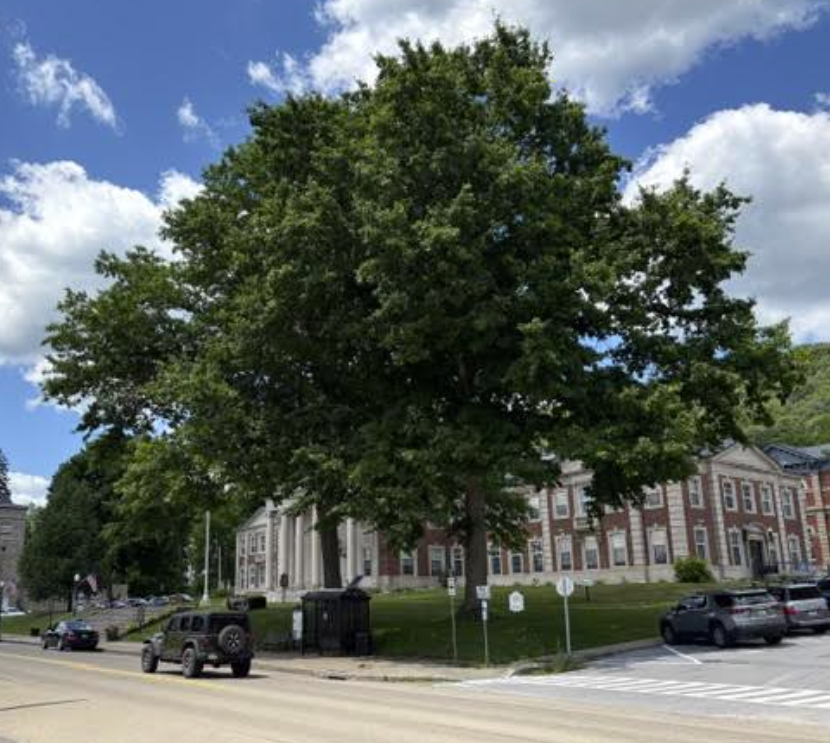 County cancels removal of six courthouse oak trees - The Bradford Era