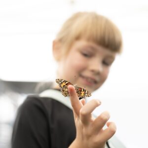 f Butterfly