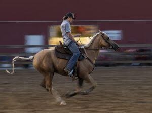 fh horse games 2