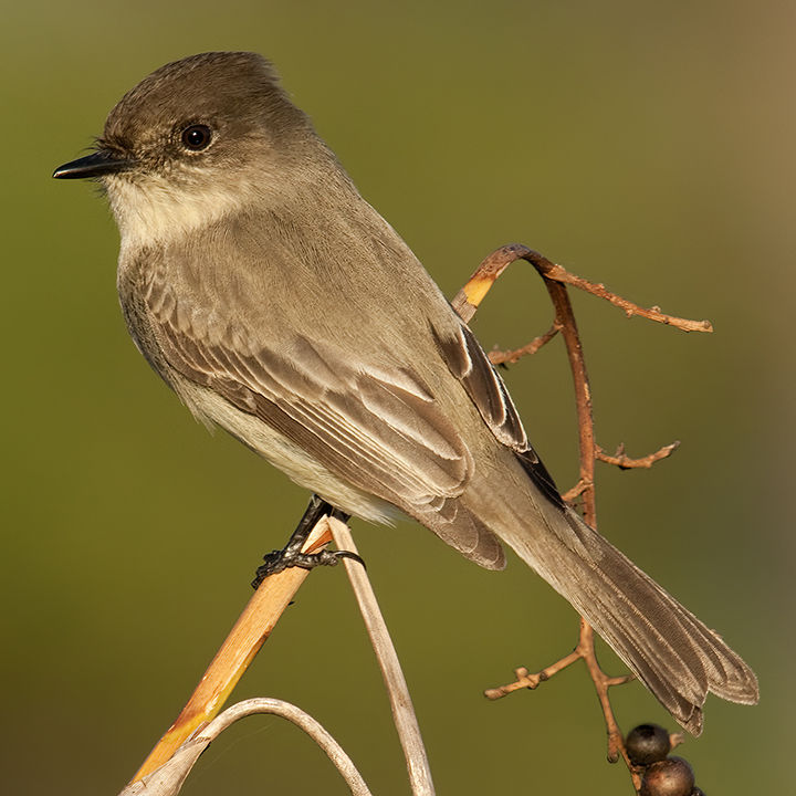 Outdoors: A bird rescue brings questions to ponder - The Bradford Era