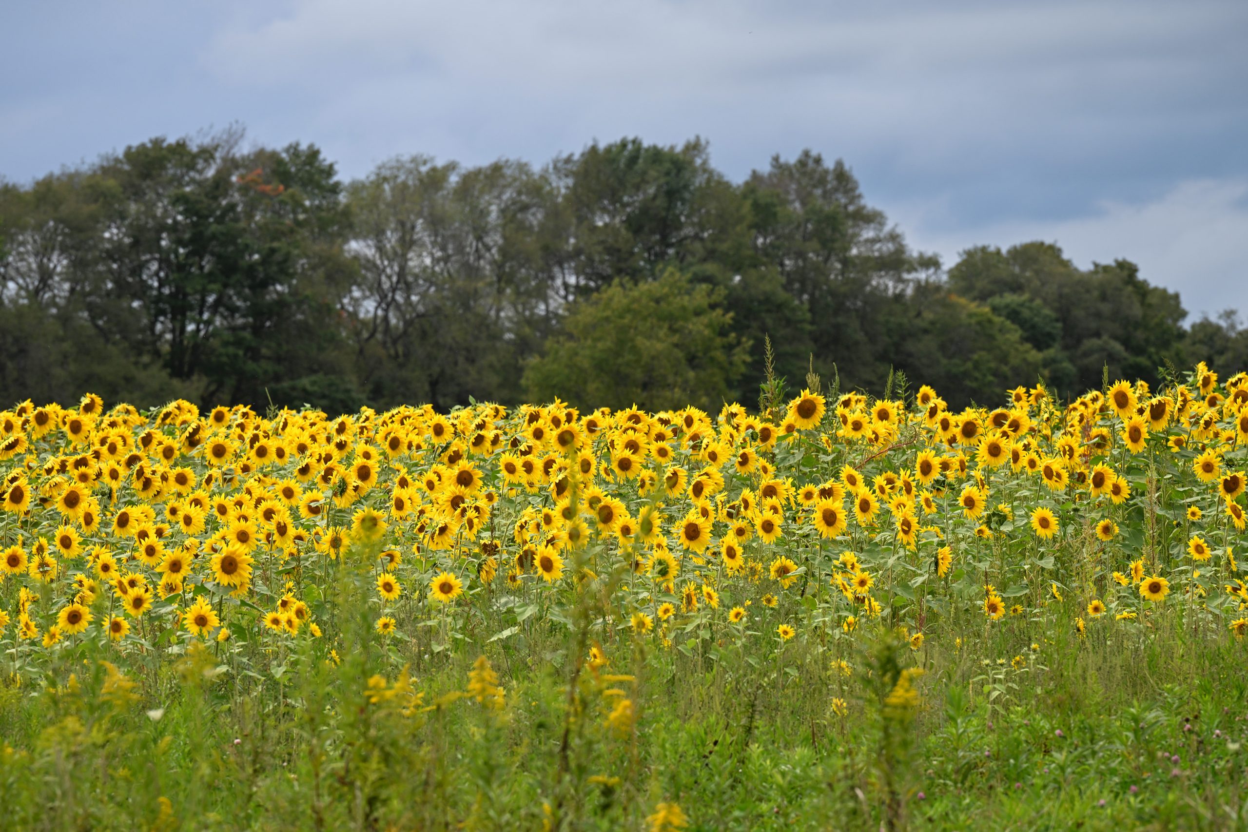 Late-summer color