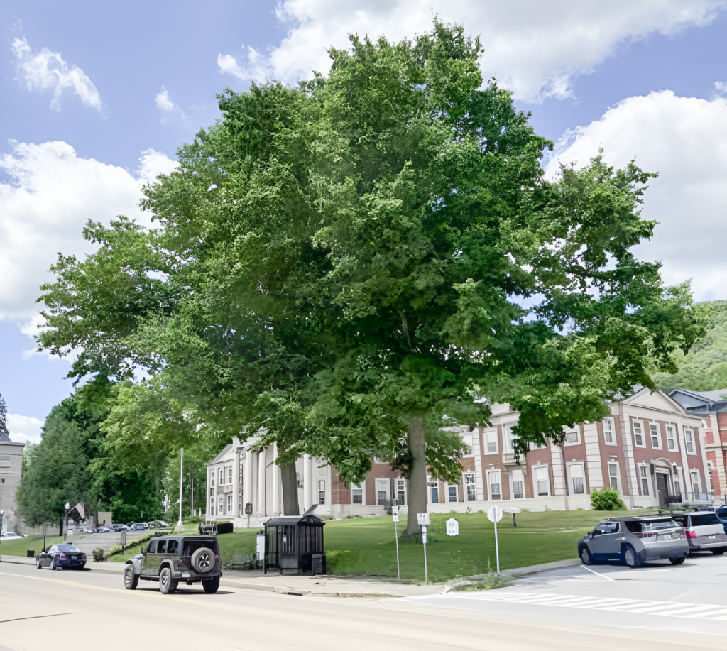 Courthouse trees recommended for retention - The Bradford Era